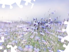 Flowers, cornflowers, Blue