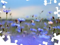 Flowers, cornflowers, Blue