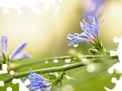 Flowers, endive, Blue