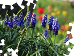 Flowers, Muscari, Blue