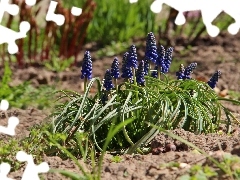 Flowers, Muscari, Blue