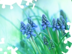 Flowers, Muscari, Blue