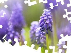 Flowers, Muscari, Blue