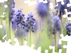 Flowers, Muscari, Blue