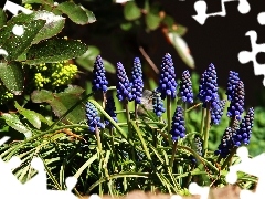 Flowers, Muscari, Blue