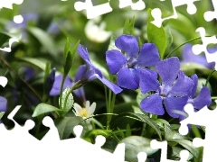 Flowers, myrtle, Blue