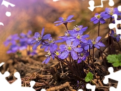 Blue, Liverworts, rapprochement, Flowers