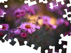 Pink, Flowers, blurry background, Astra