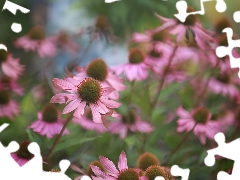 Pink, Flowers, blurry background, echinacea