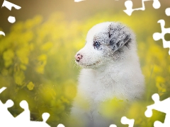 Puppy, Meadow, Flowers, Border Collie