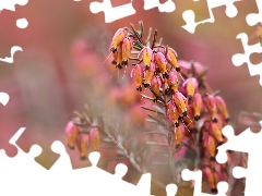 Briar, Pink, Flowers, plant