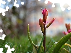 Flowers, Hyacinths, Buds