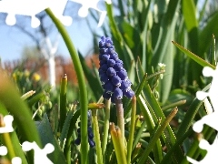 flowers, dense, bunch