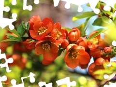 Bush, Orange, Flowers, quince