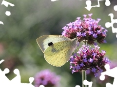 Cabbage, Insect, Flowers, butterfly