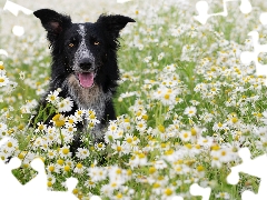 dog, Flowers, camomiles, Border Collie