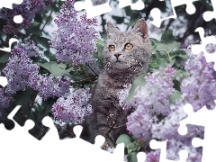 cat, without, Syringa, Flowers