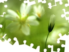 Cerastium, White, Flowers, bud