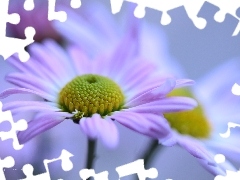 Chrysanthemums, Flowers