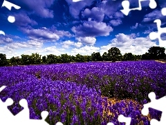 clouds, Flowers Narrow-leaved Lavender