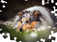 lying, Meadow, Flowers, Collie rough