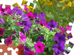 color, Flowers