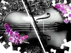 Flowers, violin, color