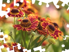 Colorful Background, Helenium, Flowers