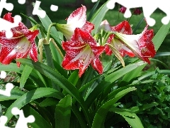 amaryllis, Colourfull Flowers