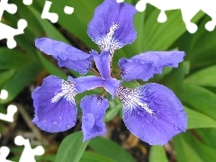 iris, blue, Colourfull Flowers