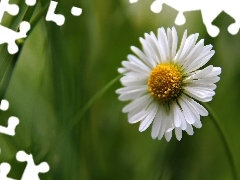 daisy, Colourfull Flowers