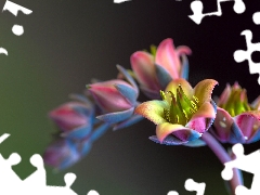Echeveria, Colourfull Flowers