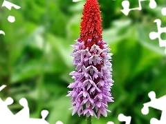 butterfly bush, exotic, Colourfull Flowers