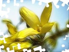 forsythia, Colourfull Flowers