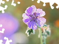 geranium, Colourfull Flowers