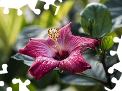 hibiskus, Colourfull Flowers