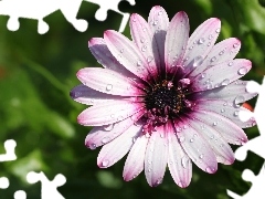 lilac, Colourfull Flowers