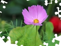 lilac, Colourfull Flowers