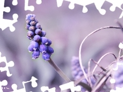 Muscari, Colourfull Flowers