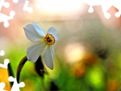 narcissus, Colourfull Flowers