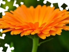 Marigold Medical, Orange, Colourfull Flowers