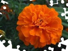 Orange, Colourfull Flowers