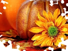 pumpkin, Colourfull Flowers