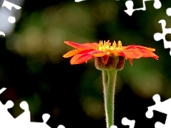 Red, Colourfull Flowers