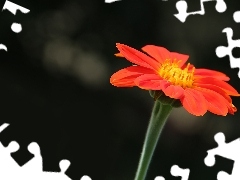 Red, Colourfull Flowers