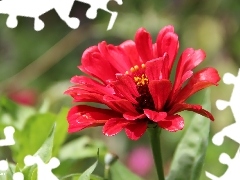 Red, Colourfull Flowers