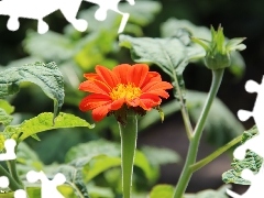 Red, Colourfull Flowers