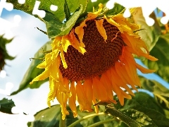 Sunflower, Colourfull Flowers