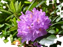 Violet, Colourfull Flowers