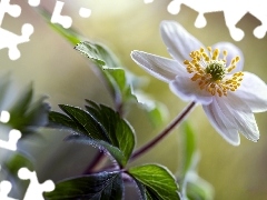 anemone, White, Colourfull Flowers